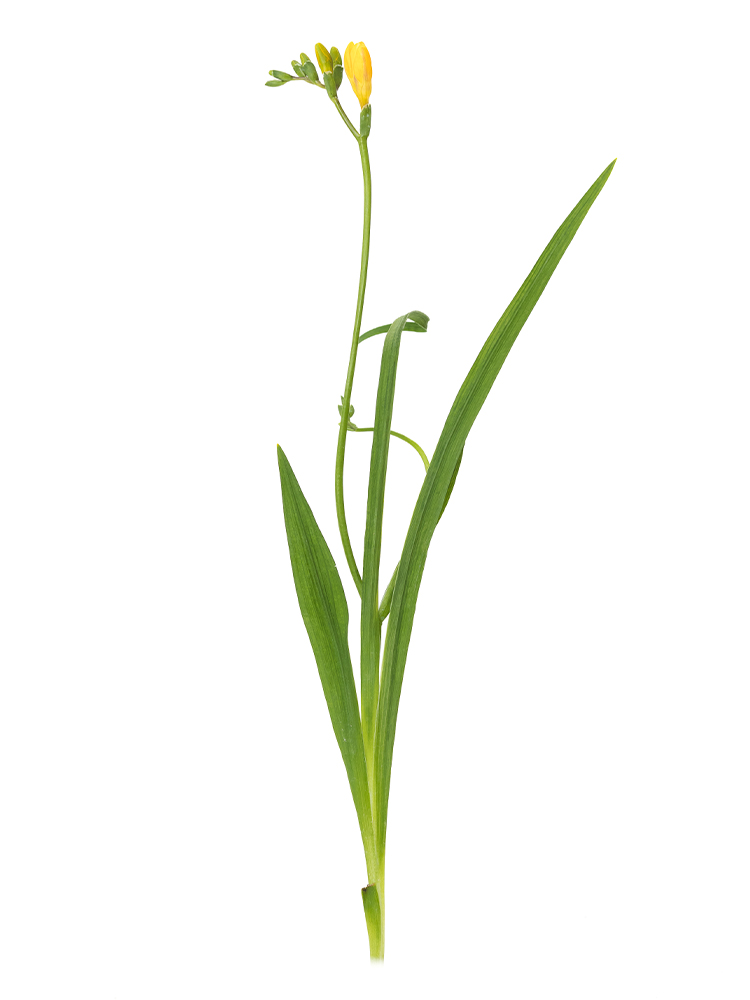 【生花】フリージア アラジン1本