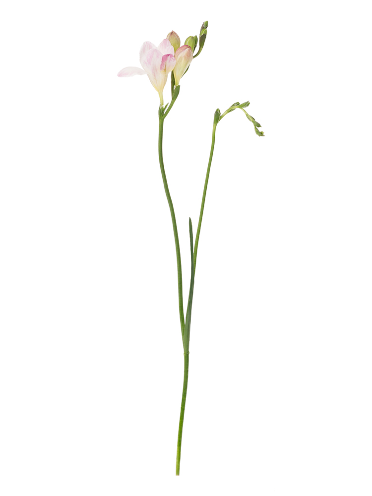 【生花】フリージア(八重咲き) ハネムーン1本