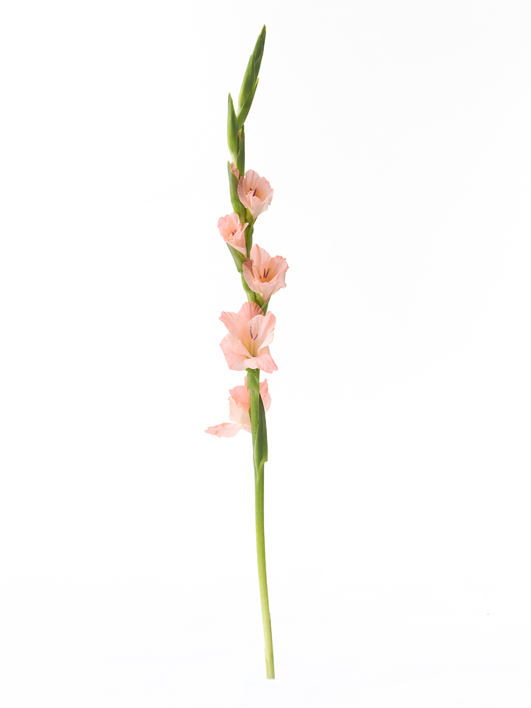 【生花】グラジオラス シュガーベイブ1本