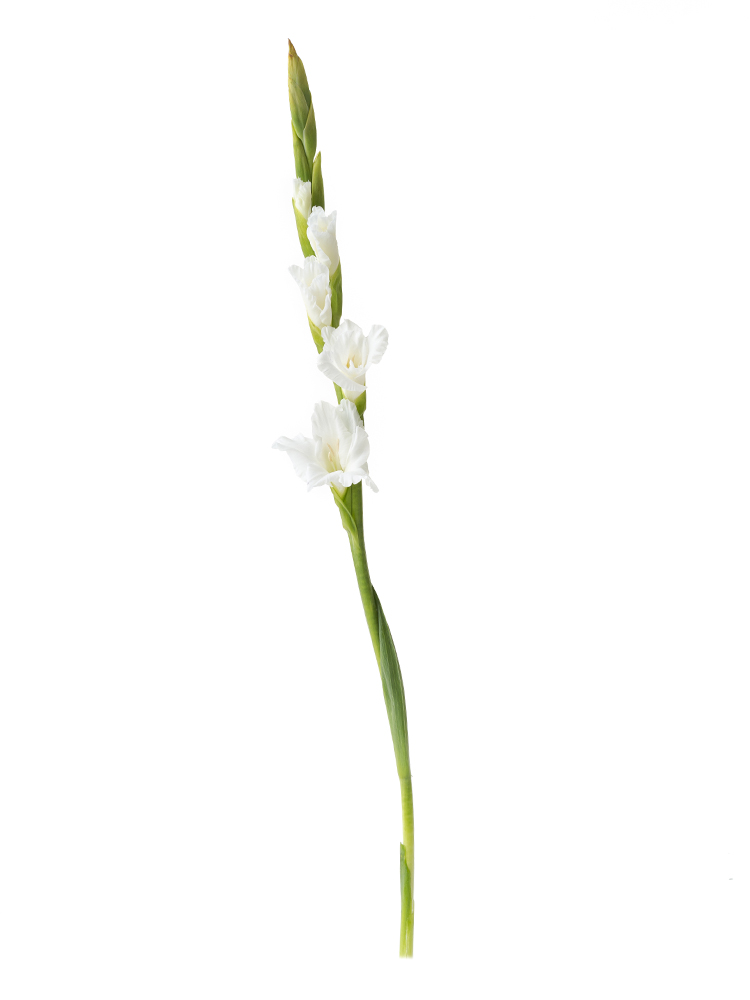 【生花】グラジオラス ソフィ1本