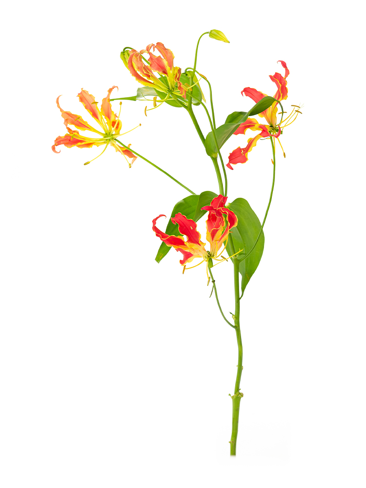 【入荷花材】グロリオサ(赤) 品種おまかせ1本