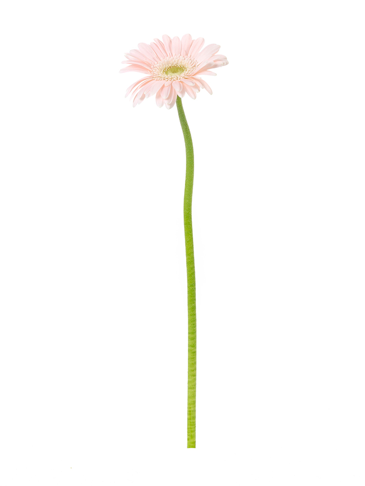 【生花】ガーベラ　品種おまかせ(薄ピンク)の商品特性