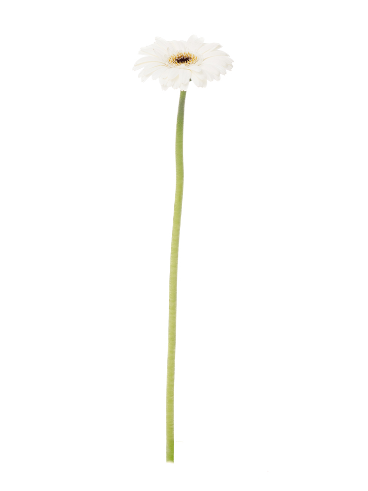 立体花モチーフ　お花　ガーベラ　小花　フラワー　いろいろ　専用ページ 生花】ガーベラ(白) 品種おまかせ【60cm/神奈川県】｜Flower