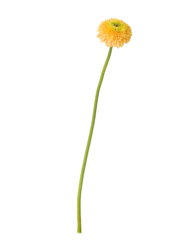 【生花】ガーベラ(ポンポン咲き) ストラ1本