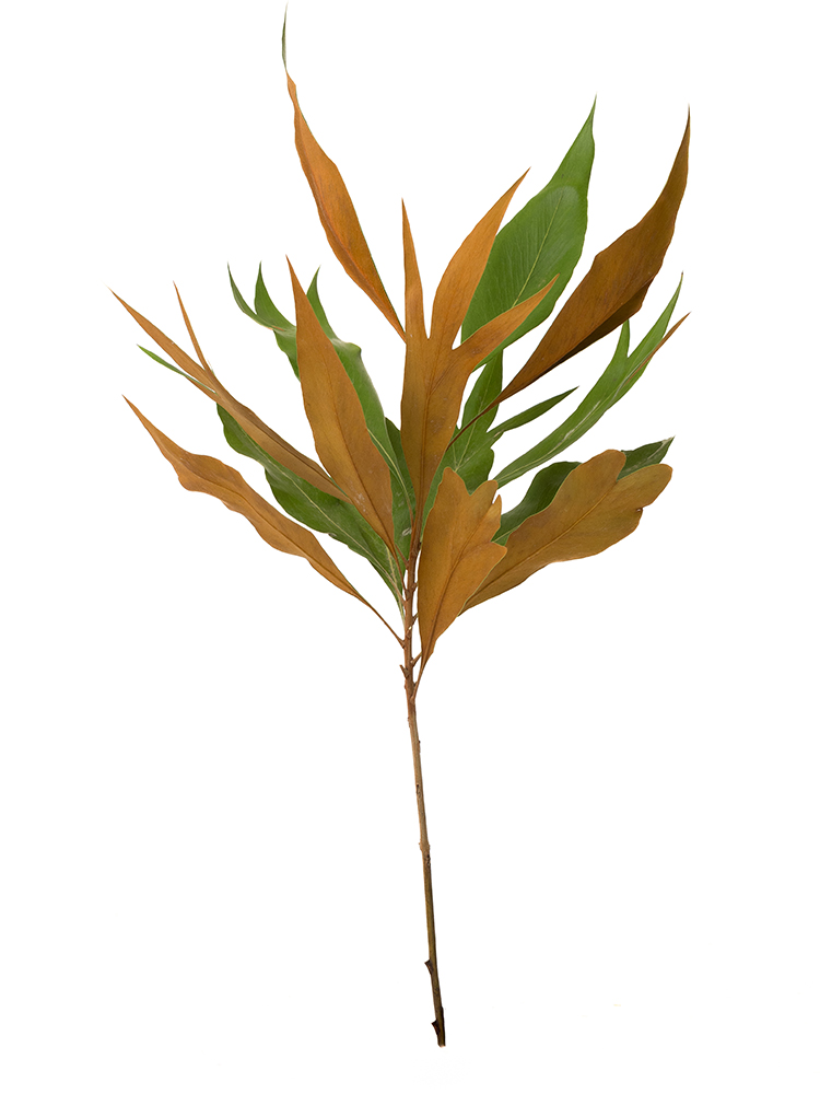 【入荷花材】グレビリア グレビリアゴールド1本