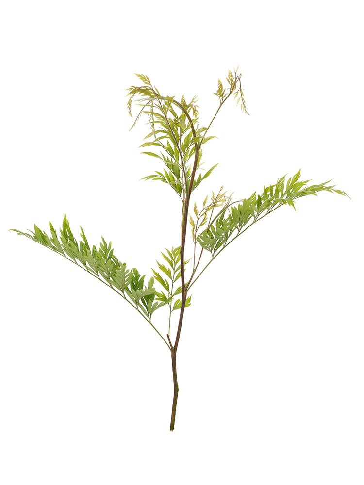 【生花】グレビリア ロブスター1本