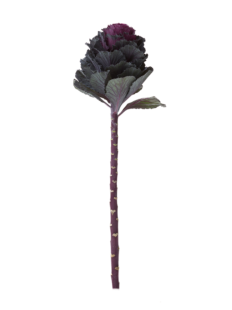 【生花】ハボタン(赤)　品種おまかせ1本