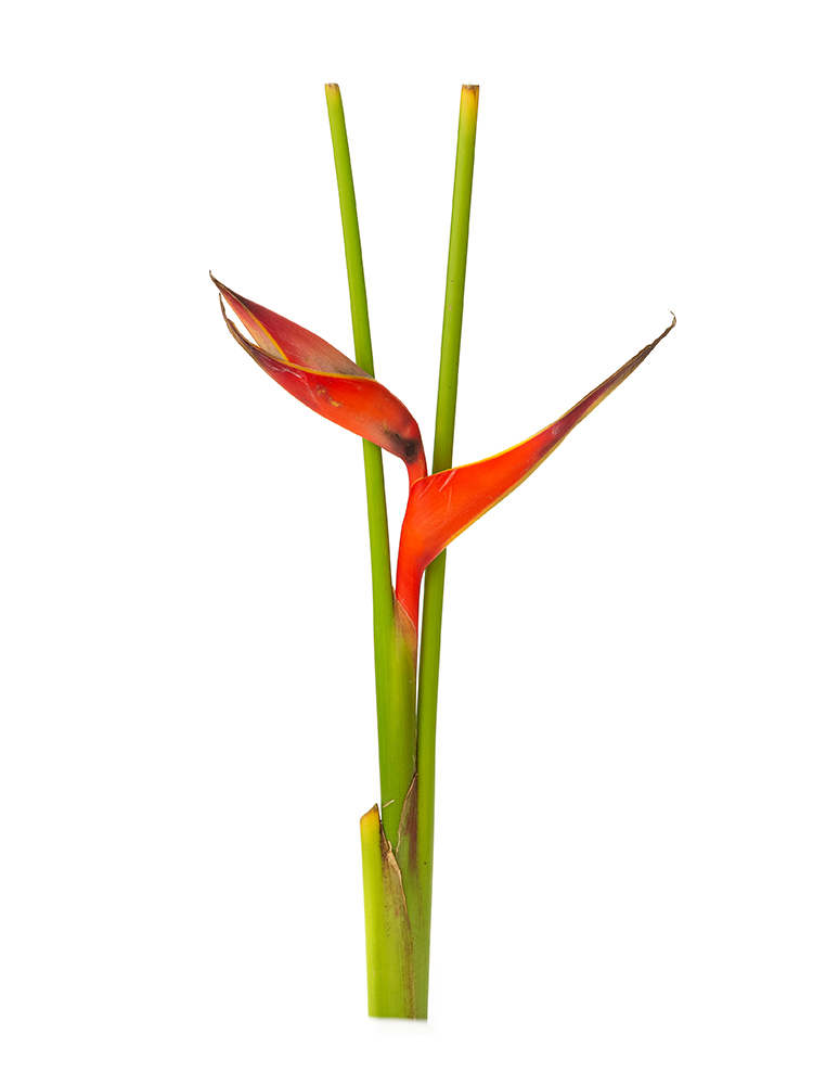 【生花】ヘリコニヤ ファイヤーバード1本