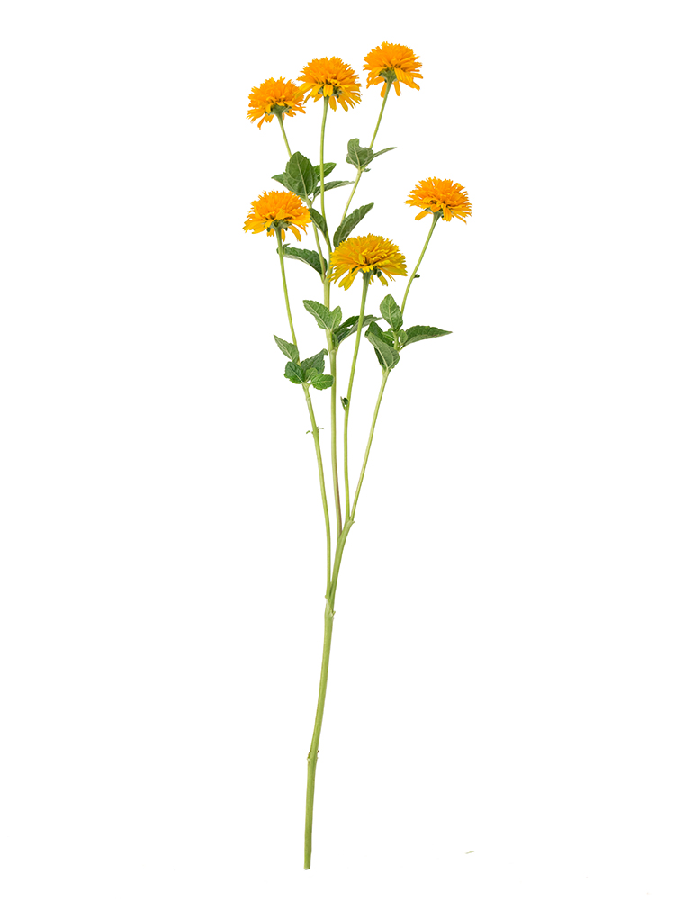 【生花】姫ひまわり(オレンジ) 品種おまかせ1本