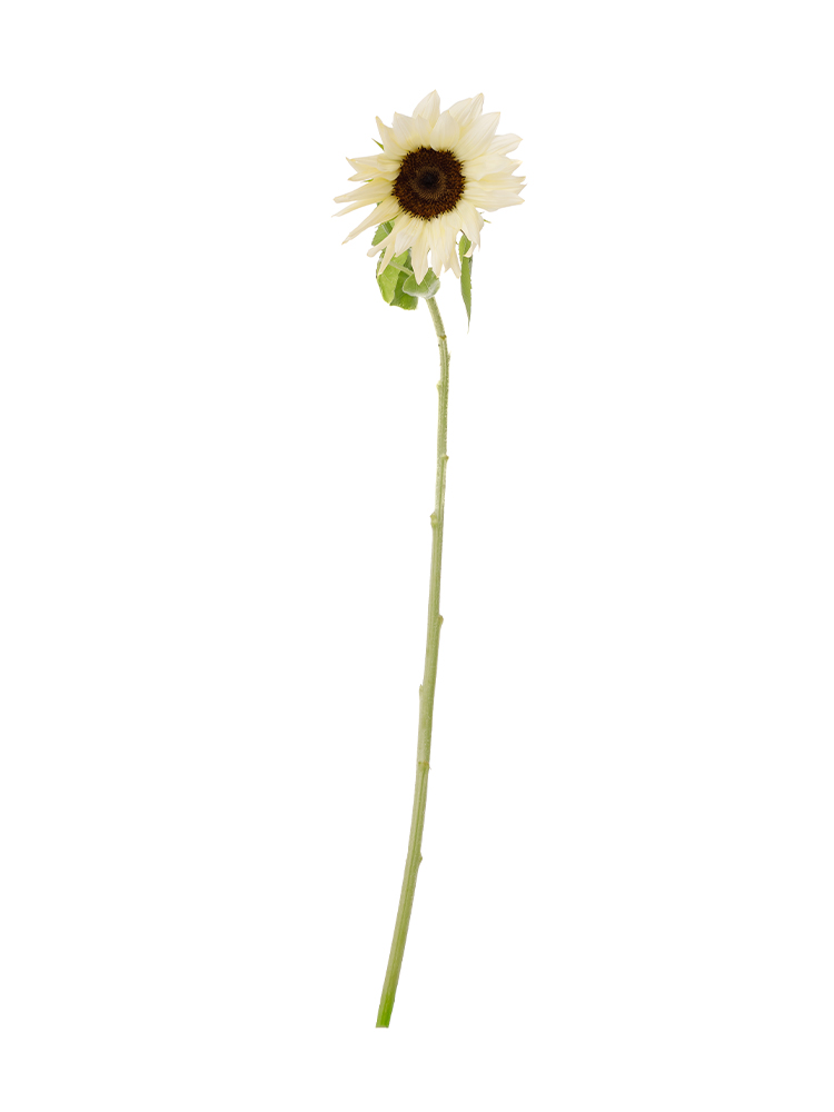 生花】ひまわり(白) 品種おまかせ【60cm/千葉県】｜Flower Smith