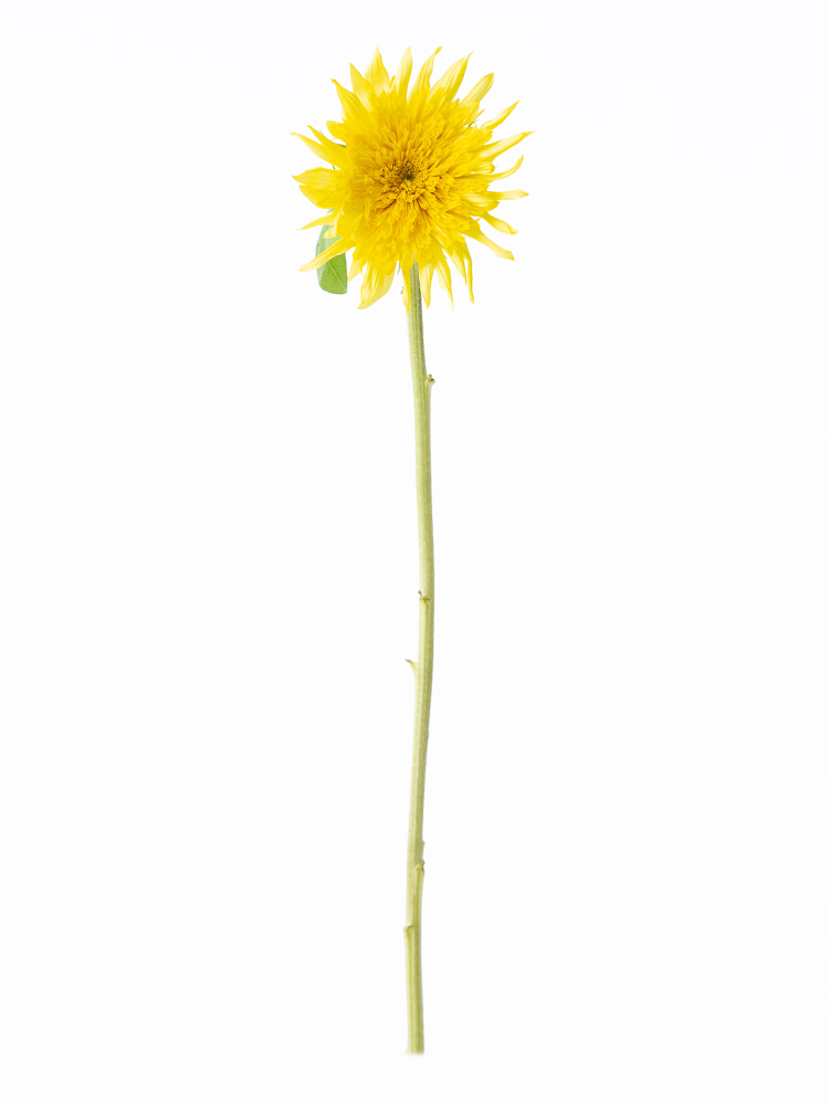 生花】ひまわり(八重咲き)黄 品種おまかせ【60cm/千葉県】｜Flower 