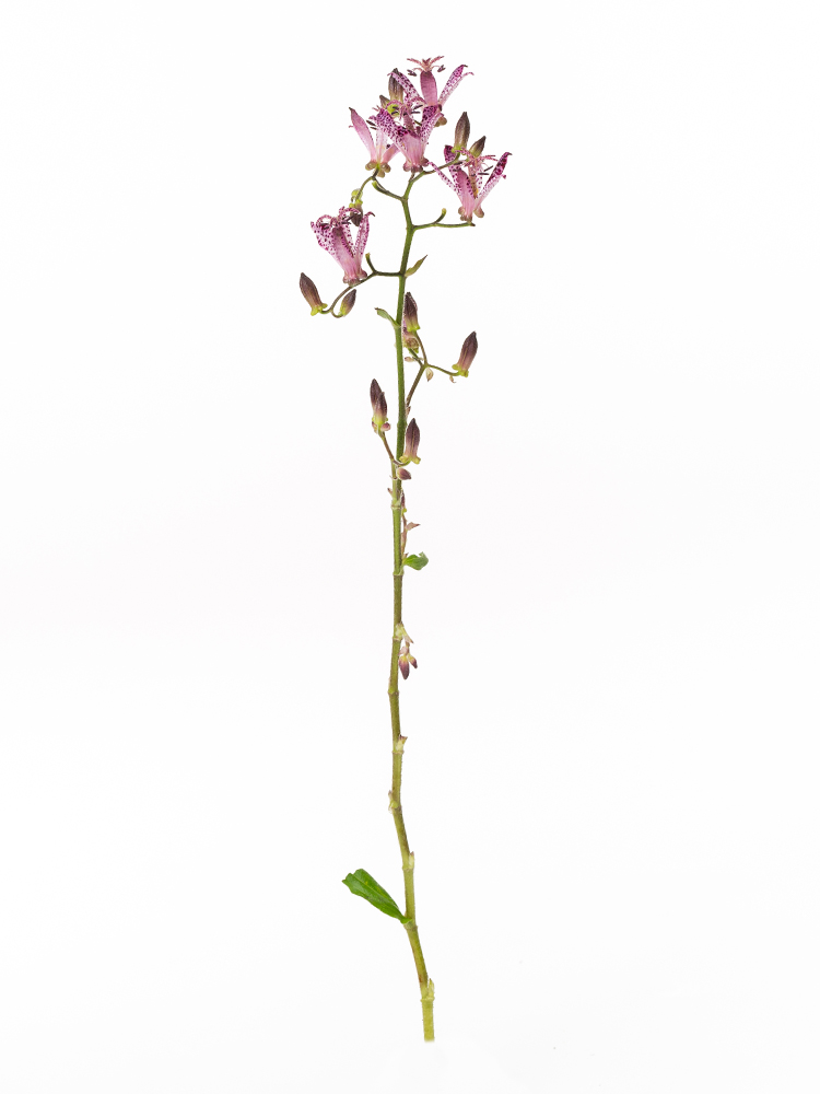 【生花】ホトトギス シノノメ1本