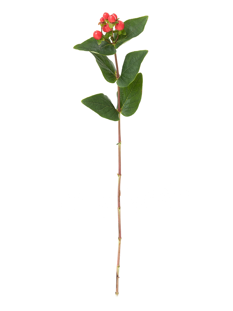 【生花】ヒペリカム ココタンゴ1本