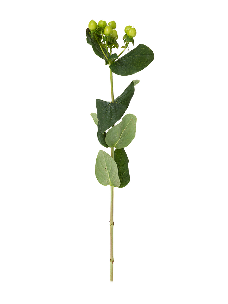 生花】ヒペリカム(緑) 品種おまかせ【50cm/エチオピア】｜Flower