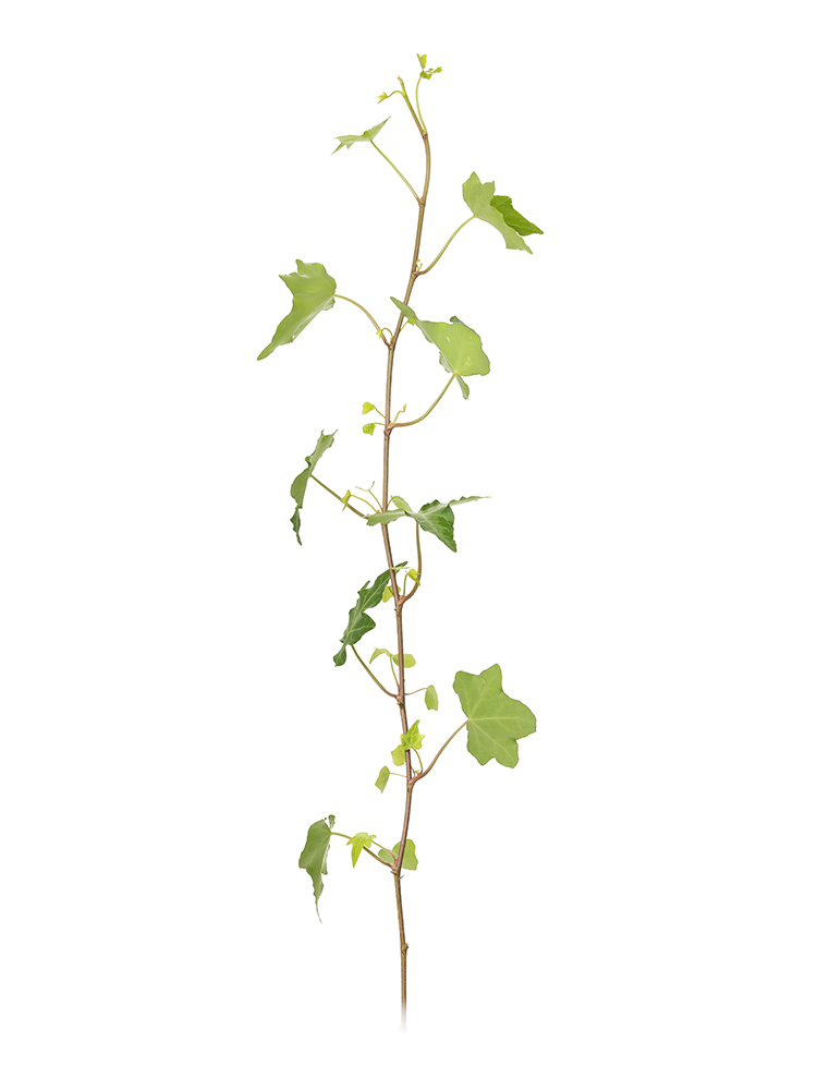 【生花】アイビー ピッツバーグ（斑なし）1本