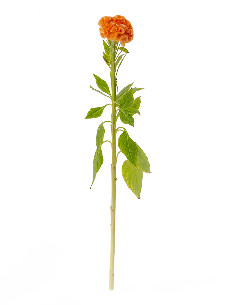 【生花】ケイトウ クルメオレンジ1本