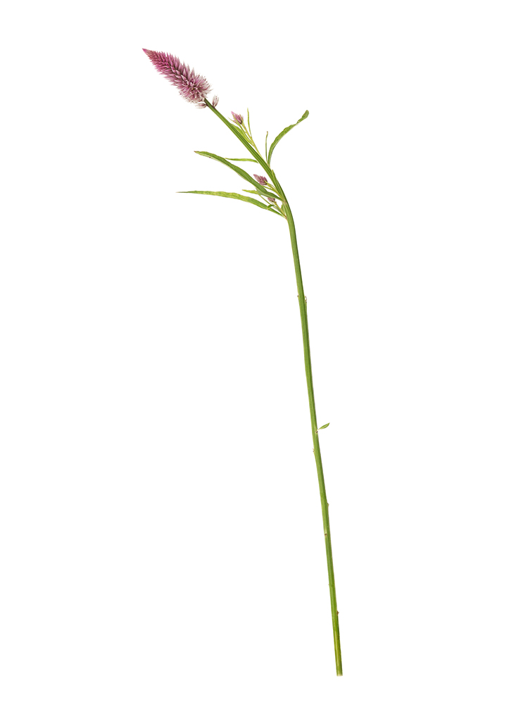 【生花】ケイトウ(セロシア) シャロン1本