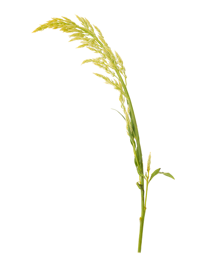 【生花】ケイトウ(セロシア) シルフィード1本