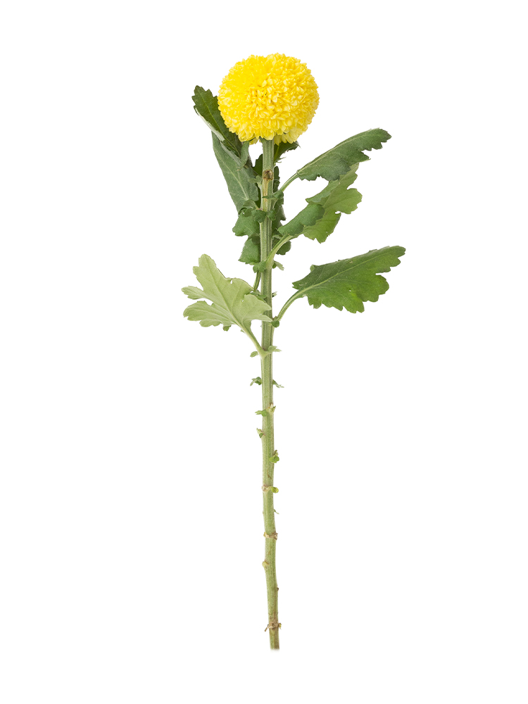 【生花】菊・ピンポンマム(黄) 品種おまかせ1本