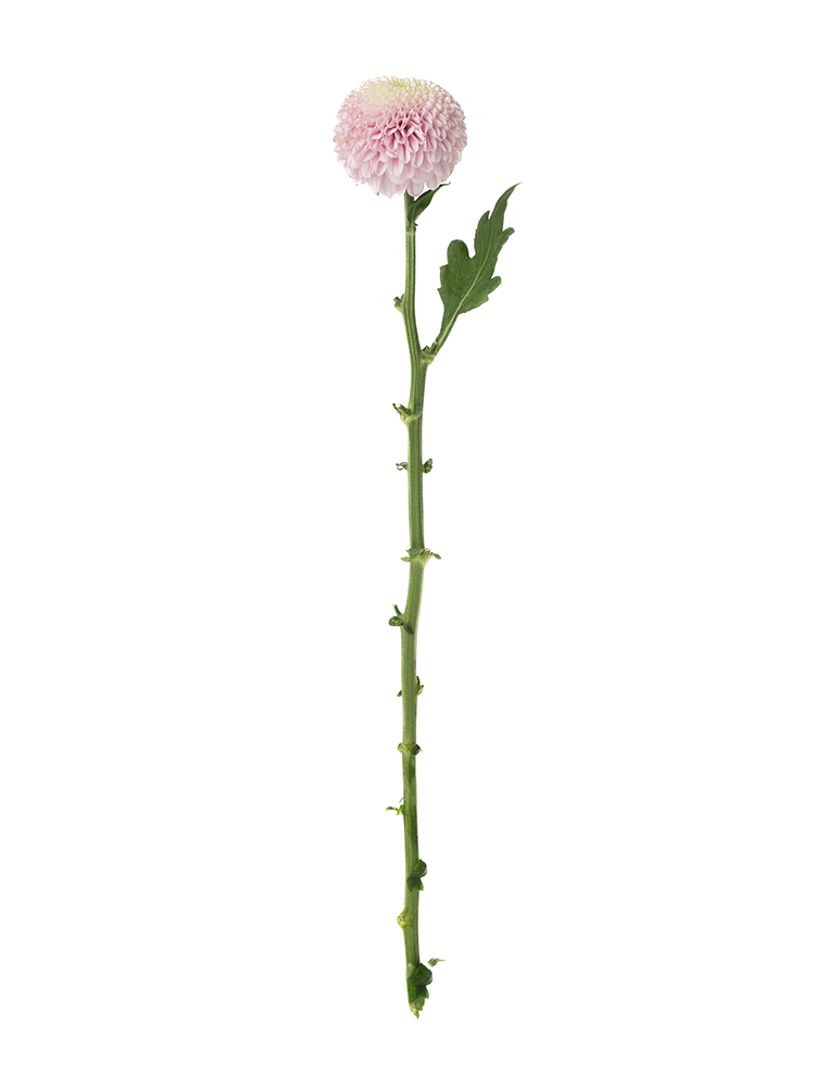 【生花】菊(ピンポンマム) シャボン1本