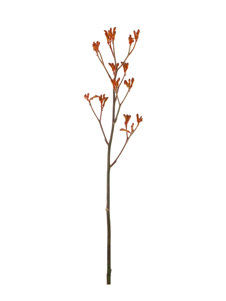 【生花】カンガルーポー カンガルーオレンジ1本