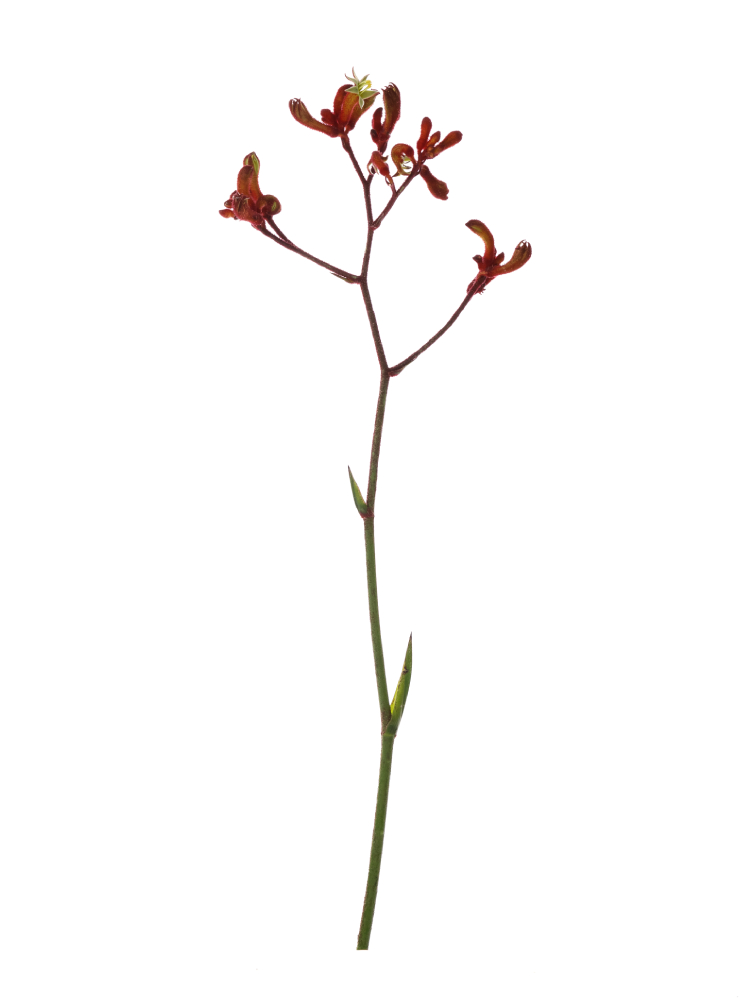 【生花】カンガルーポー カンガルーレッド1本