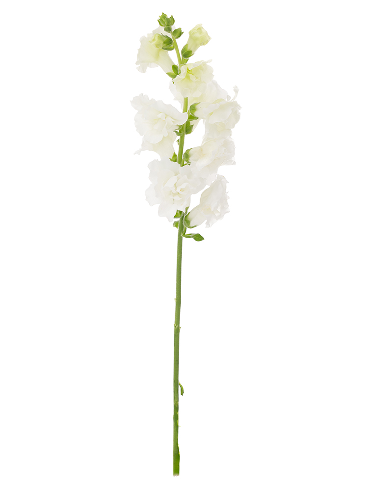 【生花】キンギョソウ(スナップ) ブラストホワイト1本