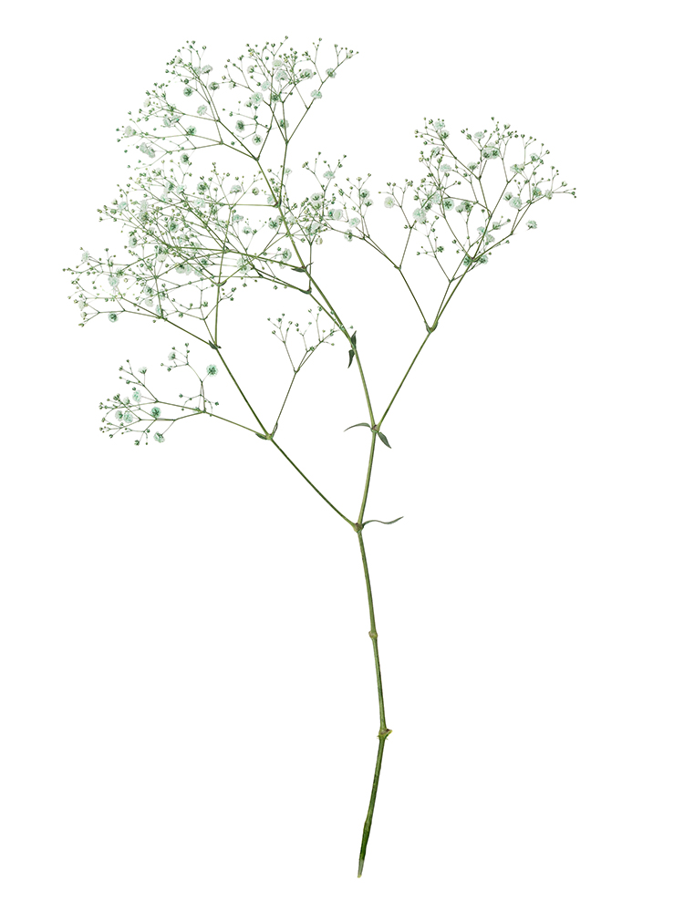 【生花】カスミソウ(染め)グリーン 品種おまかせ1本