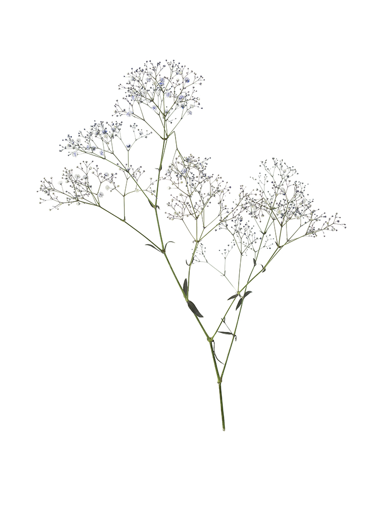 【生花】カスミソウ(染め)ラベンダー 品種おまかせ1本