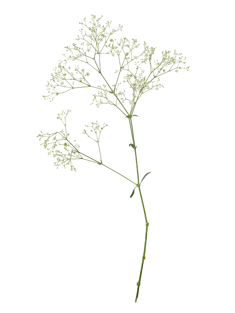 【生花】カスミソウ(染め)イエロー 品種おまかせ1本