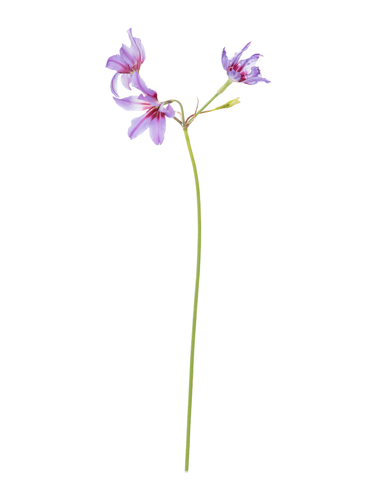 【生花】リューココリーネ カラベル1本