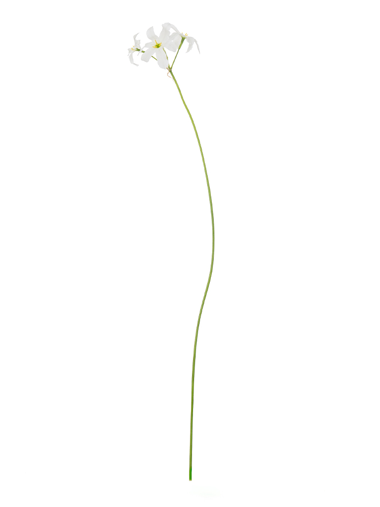 【生花】リューココリーネ リューココリーネホワイト1本