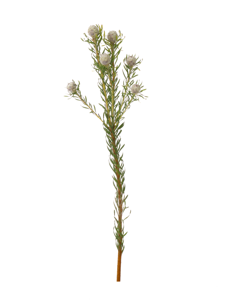 【生花】リューカデンドロン ジェイドパール1本