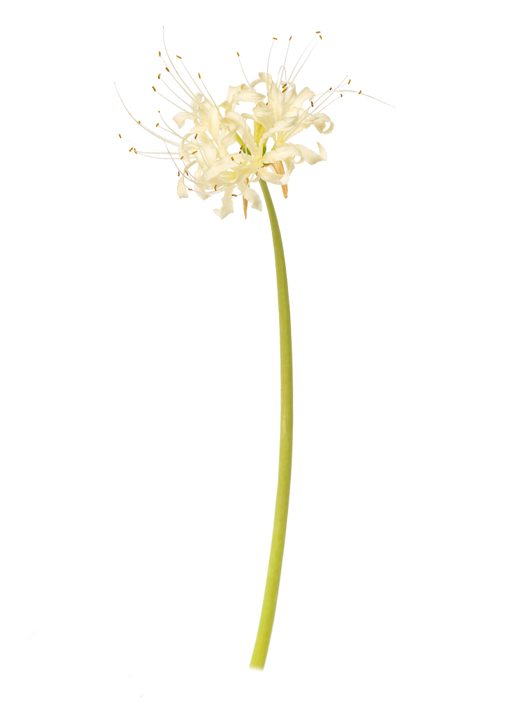 【生花】リコリス アルビフローラ1本