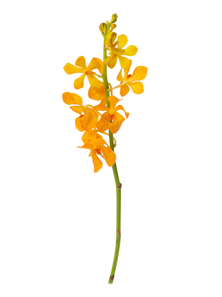 【生花】モカラ ブリティッシュオレンジ1本