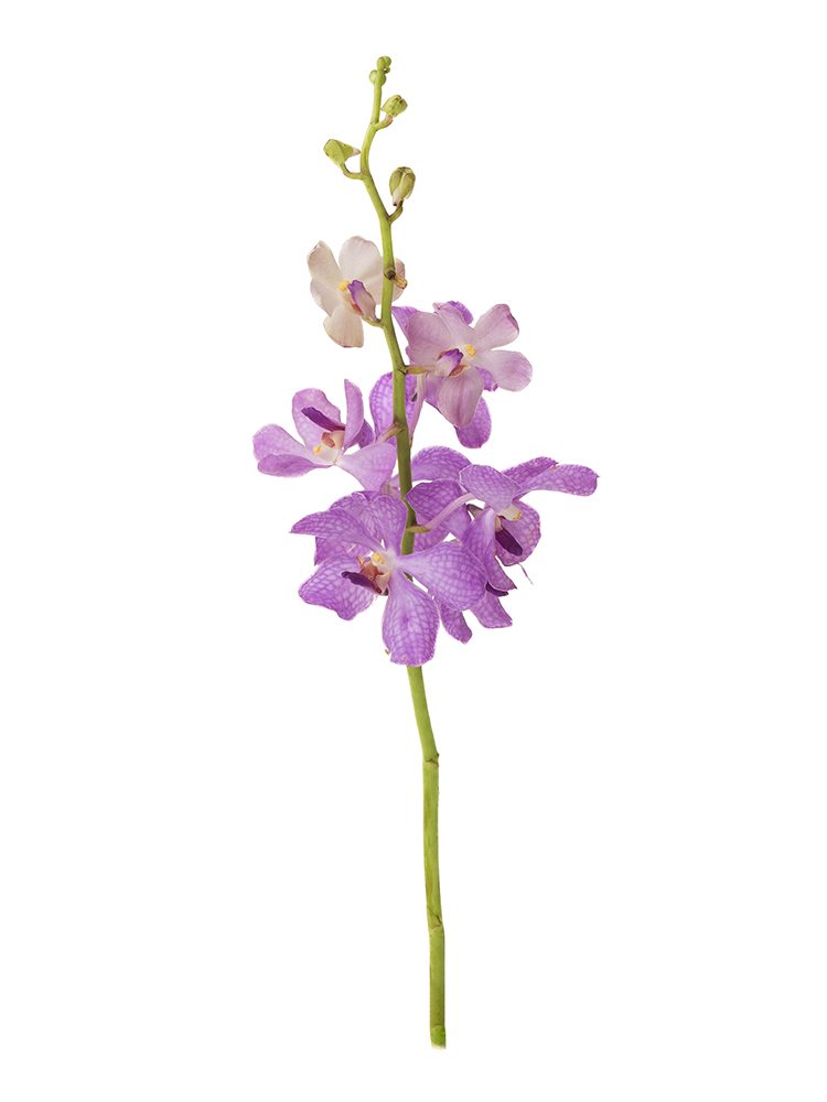 【生花】モカラ ライラックブルー1本