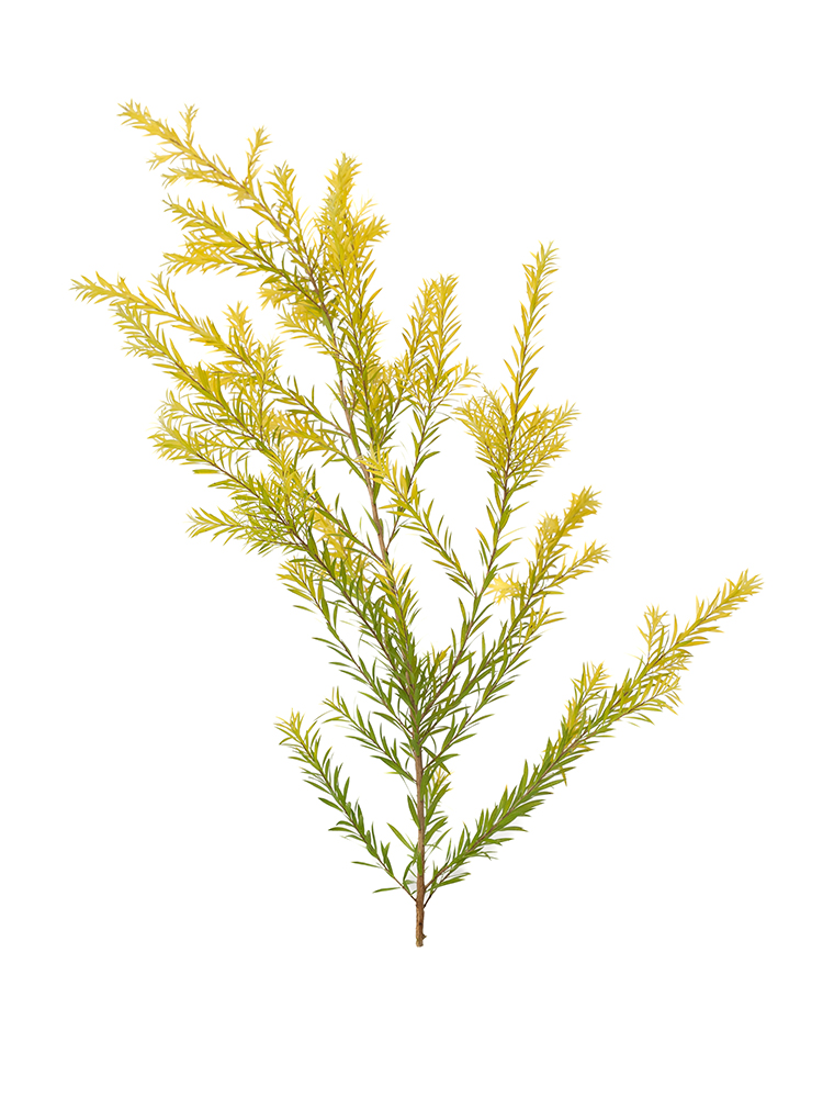 【生花】メラレウカ レボリューションゴールド1本