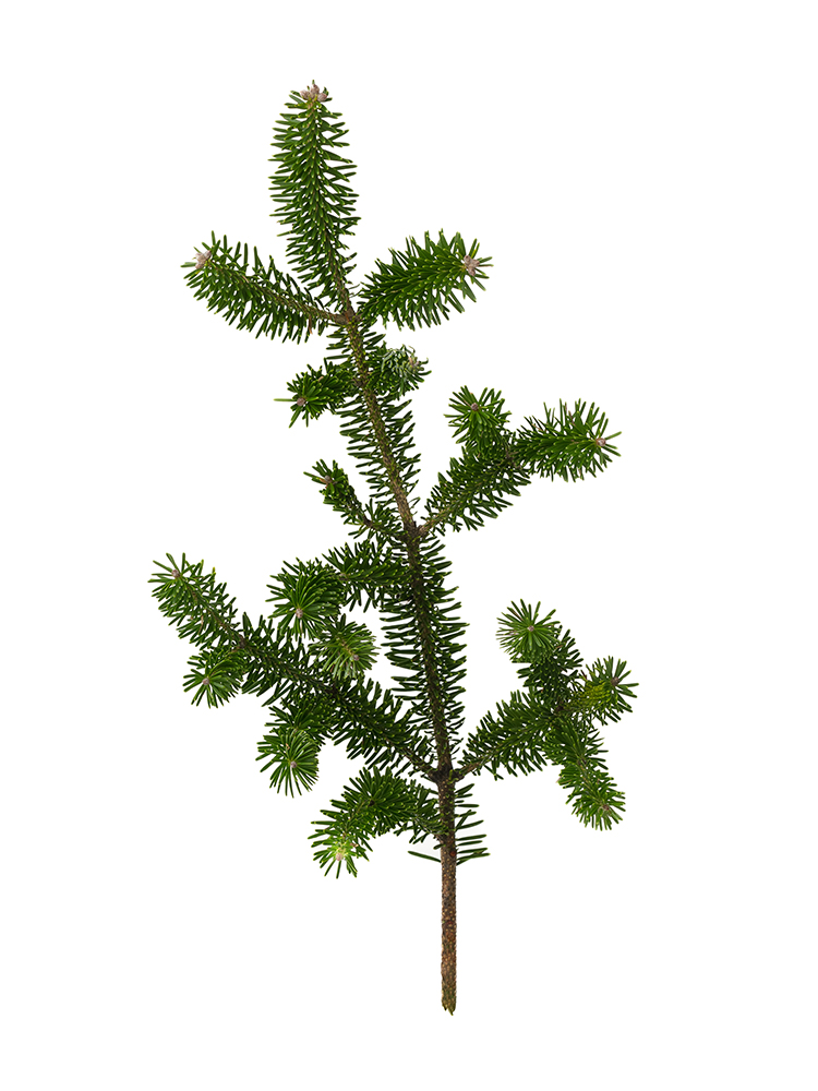 【生花】モミ枝1本