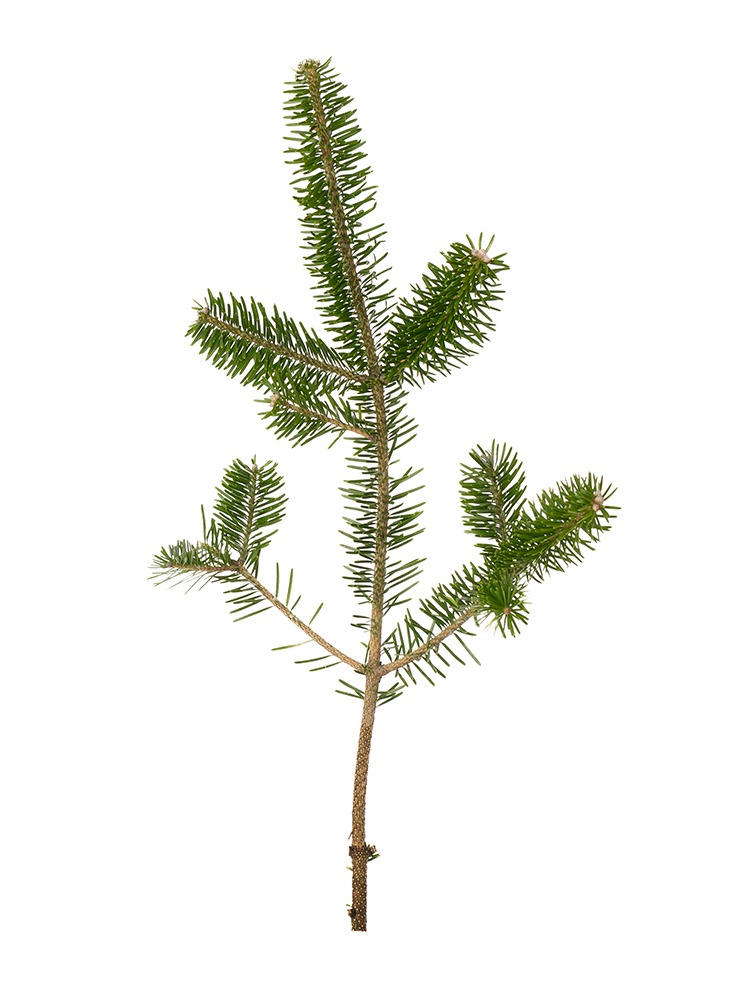 【生花】モミ 裏白樅1本