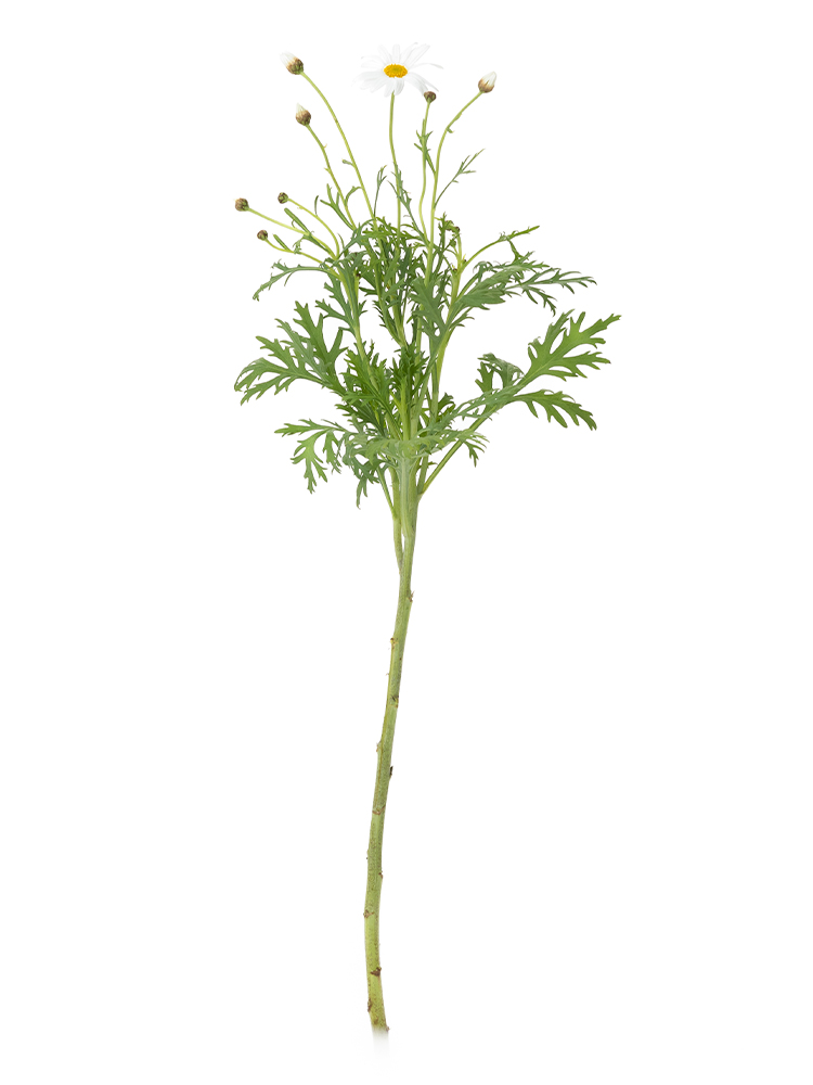 【生花】マーガレット(白) 品種おまかせ1本