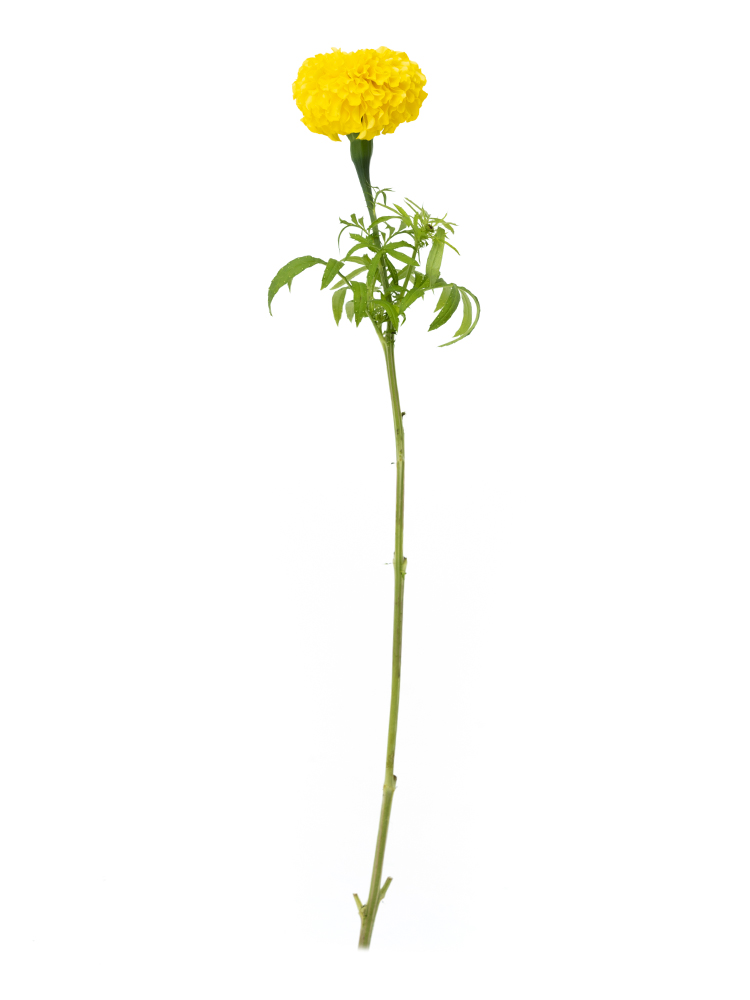 生花】マリーゴールド(黄) 品種おまかせ【60cm/福島県】｜Flower