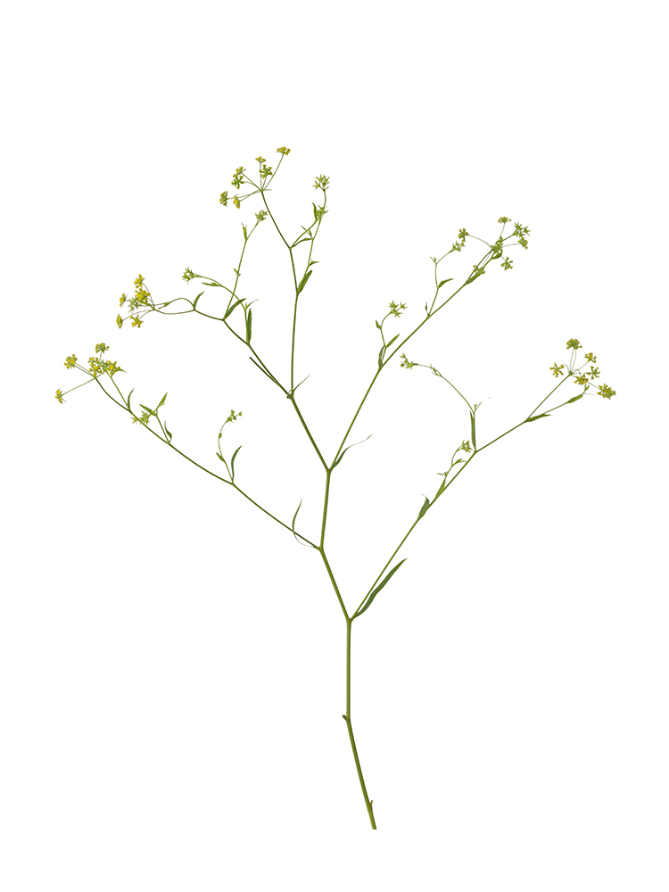 【生花】ミシマサイコ1本