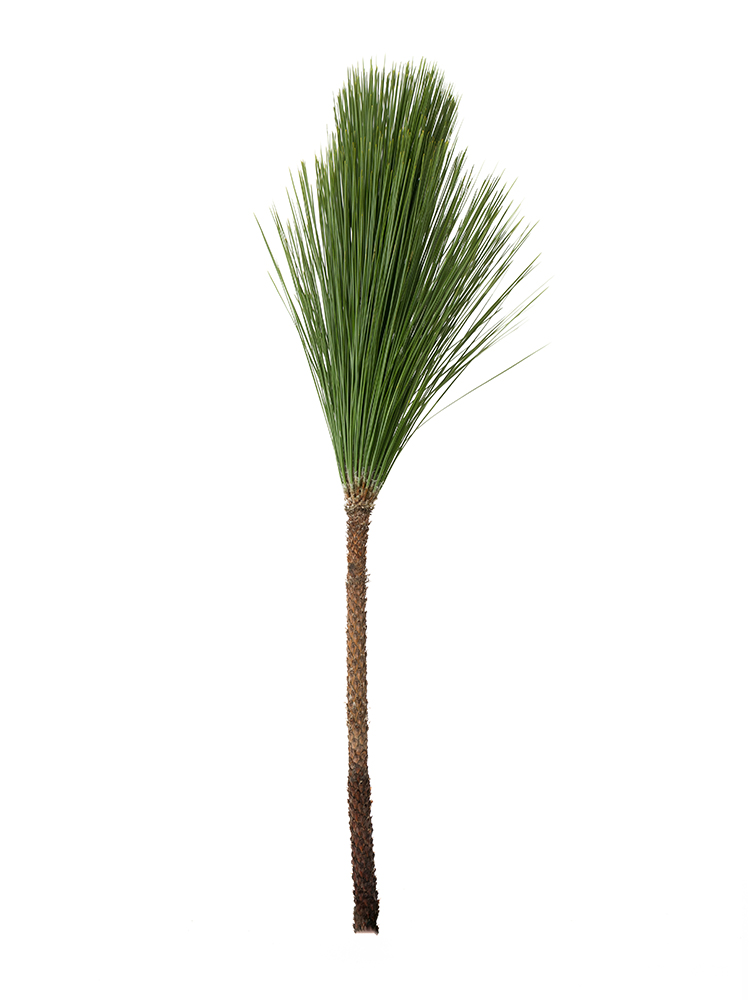 【生花】マツ　大王松1本