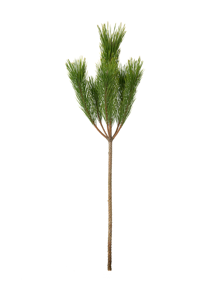 【生花】マツ　門松1本