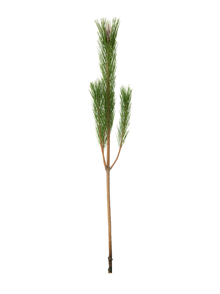 【生花】マツ　からげ松1本