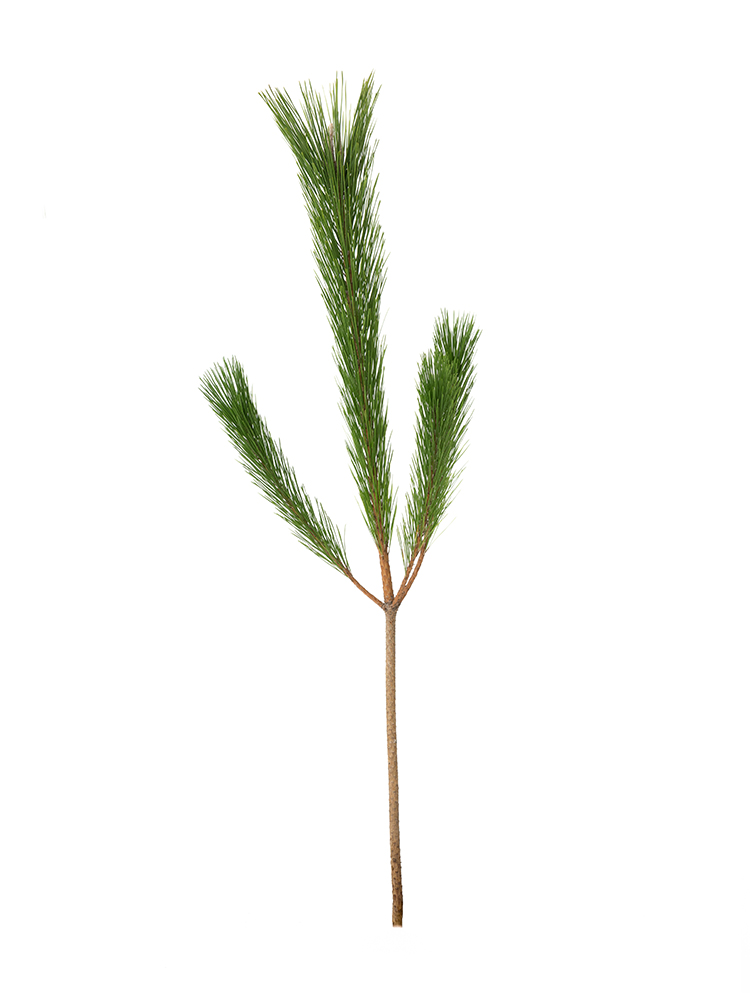 【生花】マツ　若松(3等)1本