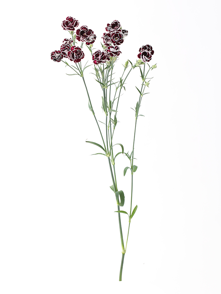 【生花】ナデシコ(ダイアンサス) ブラックジャック1本