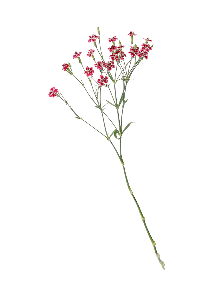 【生花】ナデシコ(ダイアンサス) ラフィーネカグラ1本