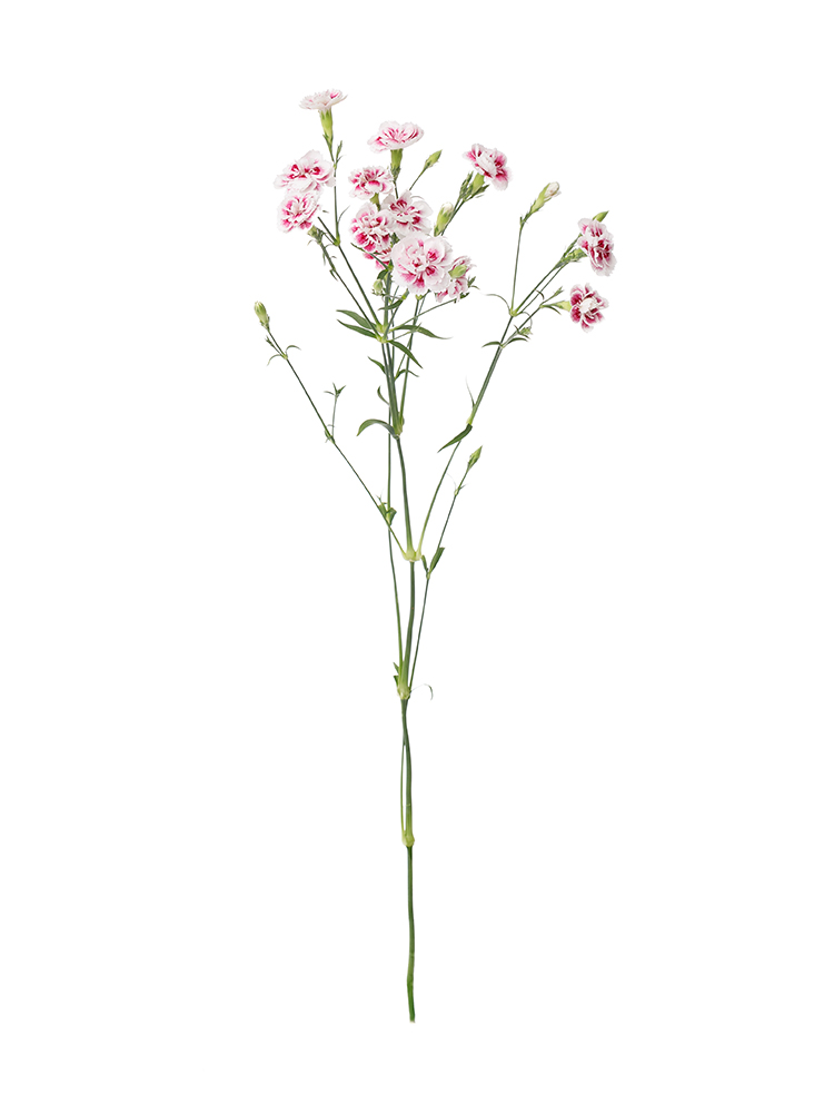 【生花】ナデシコ(ダイアンサス) ラフィーネティア1本