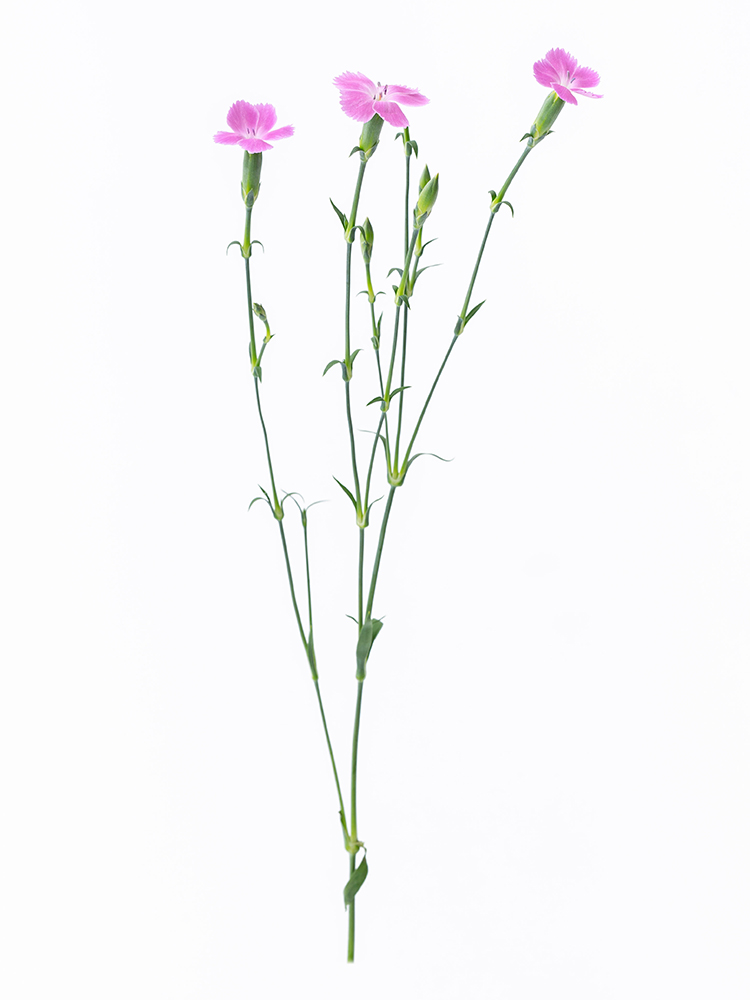 【入荷花材】ナデシコ(ダイアンサス)　ソネットセーラ1本